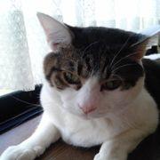 猫旦那さんのアイコン