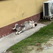 ハゲレンジャーさんのアイコン