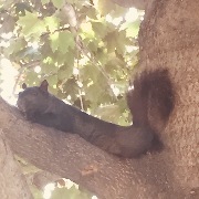 リスリスさんのアイコン